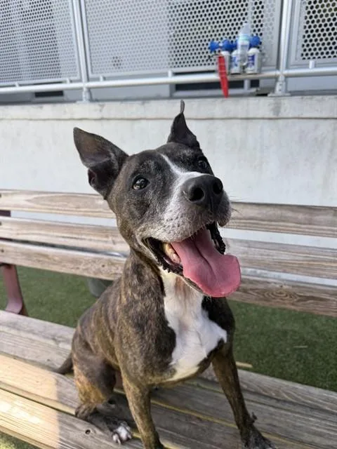 An adult large-sized male Terrier dog named Sunset for adoption in Miami, FL