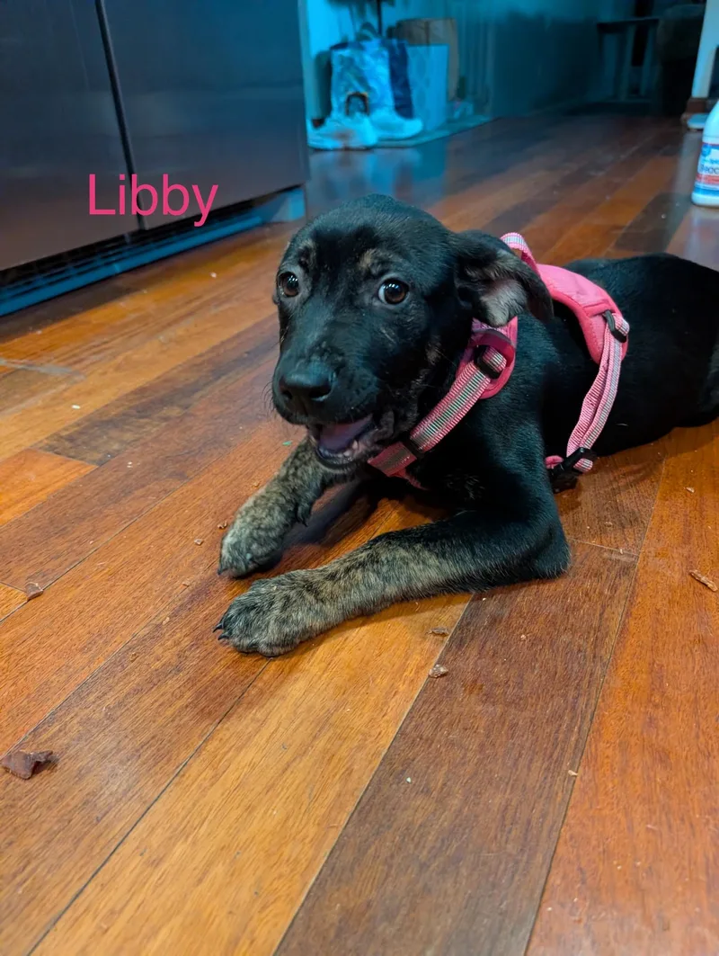 A baby large-sized female Black Labrador Retriever dog named Libby for adoption in Davisburg, MI