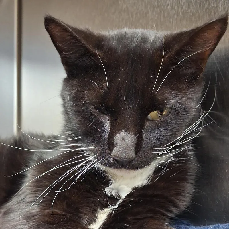 An adult medium-sized male Black Domestic Short Hair cat named Jocky for adoption in Newark, NJ