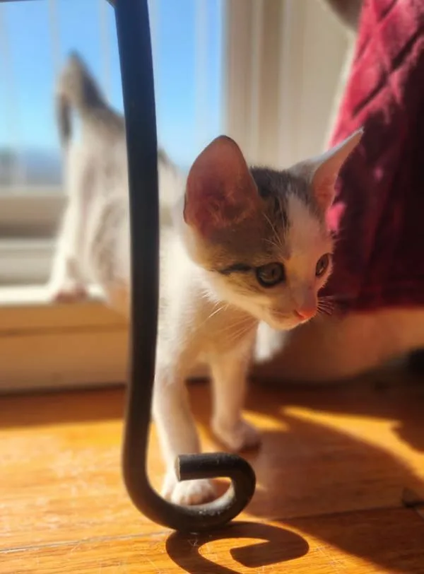 A baby small-sized male Domestic Short Hair cat named Blue for adoption in Escondido, CA