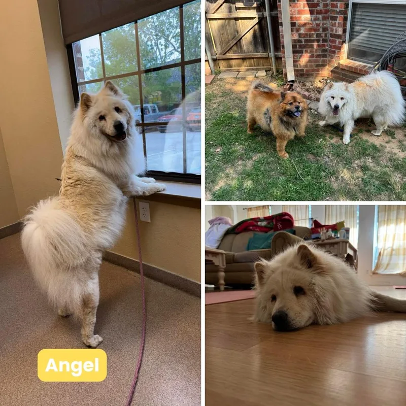 Angel