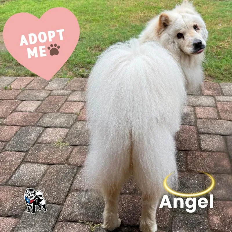 Angel thumbnail 4