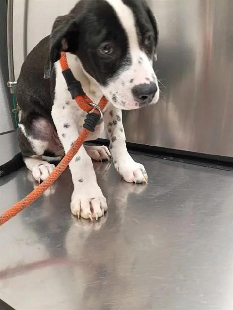 A baby small-sized male Mastiff dog named Milkshake for adoption in Fort Lauderdale, FL