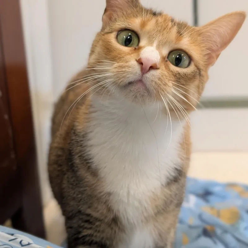 An adult medium-sized female Torbie Domestic Short Hair cat named Clove for adoption in Toledo, OH