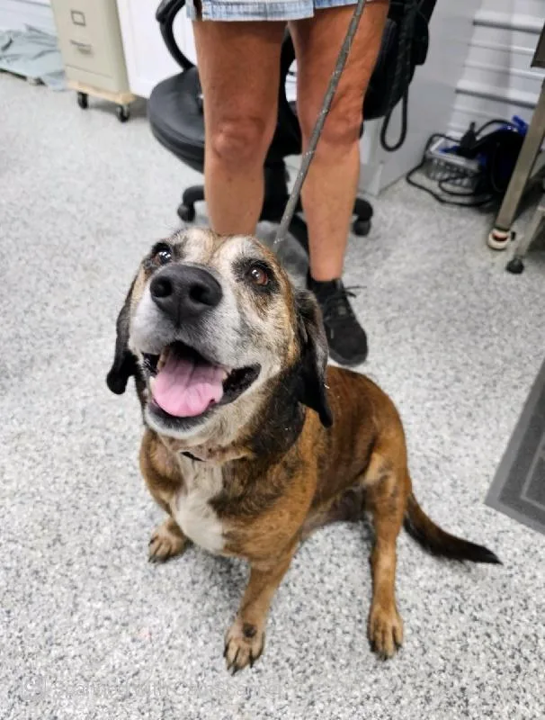 A senior medium-sized male Hound dog named Blue for adoption in Aurora, IL