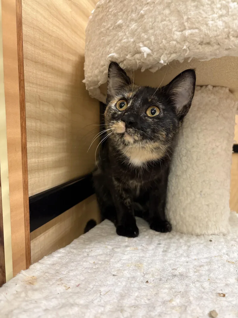 A baby medium-sized female Domestic Short Hair cat named Eden for adoption in Yardley, PA