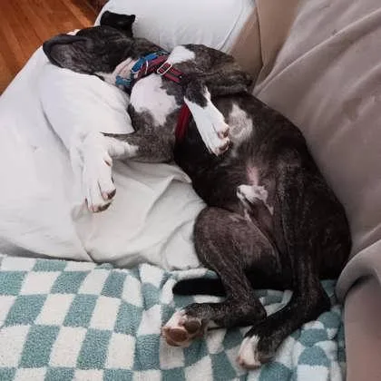 An adult large-sized male Mixed Breed dog named Jambar for adoption in Chamblee, GA