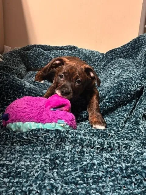 A baby medium-sized male Terrier dog named Beaver for adoption in Cortland, NY