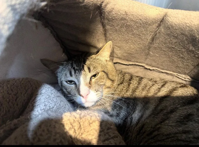 A young small-sized male Domestic Short Hair cat named Sorin for adoption in Saint George, UT