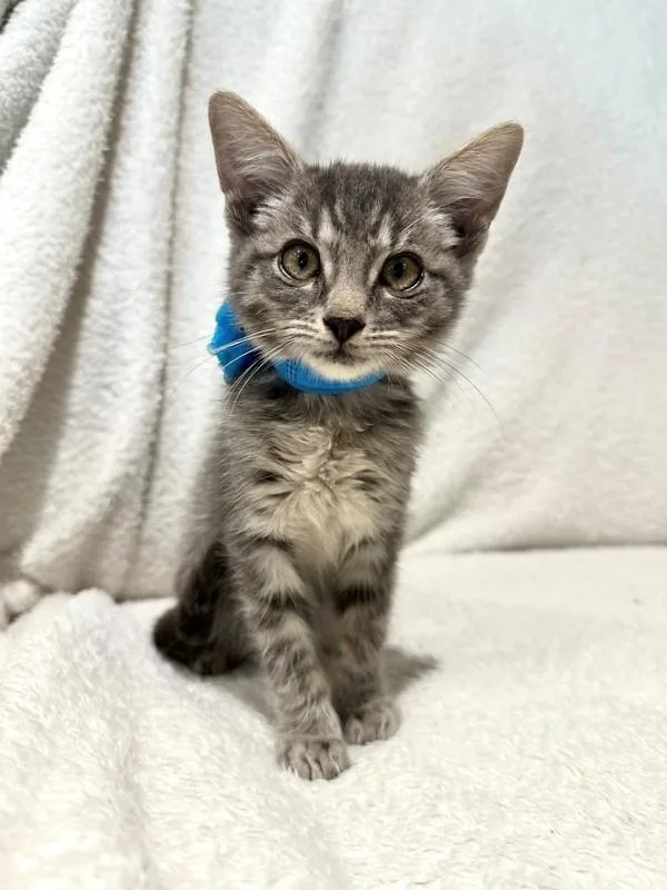 A baby small-sized male Domestic Short Hair cat named Clover for adoption in Austin, TX