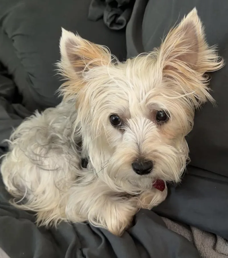 An adult small-sized female Apricot / Beige Silky Terrier dog named Peaches for adoption in Hood River, OR