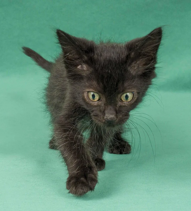 A young medium-sized male Black Domestic Short Hair cat named Wren for adoption in Davis, CA