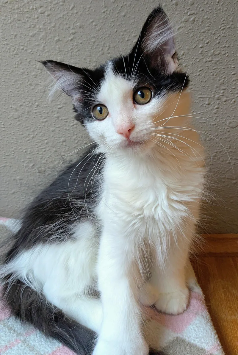 A baby medium-sized female Black & White / Tuxedo Extra-Toes Cat / Hemingway Polydactyl cat named Rose for adoption in Springfield, OR