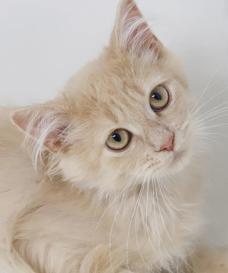 A baby small-sized male Tabby (Orange / Red) Maine Coon cat named Jalapeno can be spicy for adoption in Bedford Hills, NY