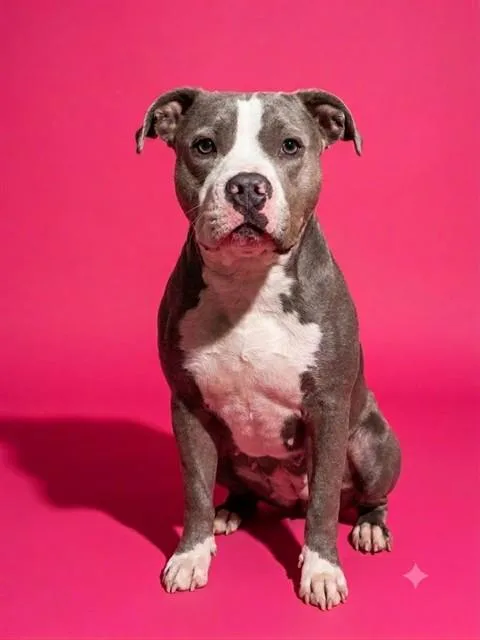 Sweet Girl