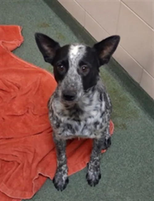 A young medium-sized female Mixed Breed dog named A for adoption in Santa Fe, NM