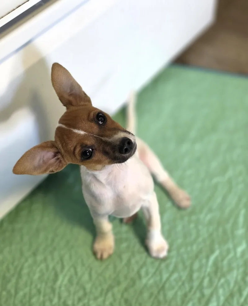 A baby small-sized male White / Cream Chihuahua dog named La for adoption in Lincoln, NE