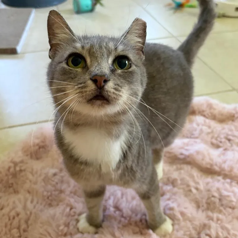 A young medium-sized female Gray / Blue / Silver Domestic Short Hair cat named Kaia for adoption in Boston, MA