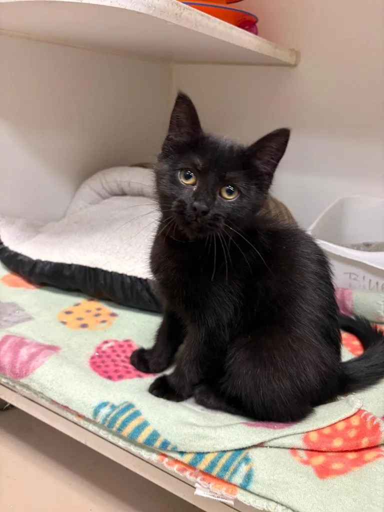 A baby medium-sized female Domestic Short Hair cat named Amara for adoption in Johnson City, TN