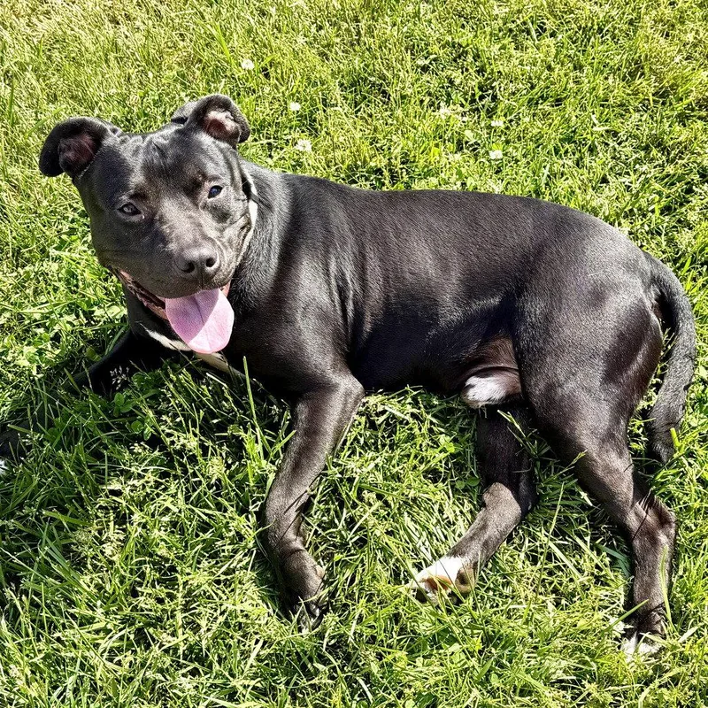 An adult medium-sized male Pit Bull Terrier dog named Wheelz for adoption in Baltimore, MD