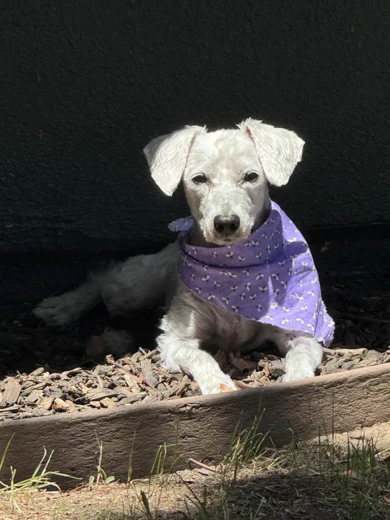 An adult small-sized female West Highland White Terrier / Westie dog named Trudie for adoption in Redlands , CA