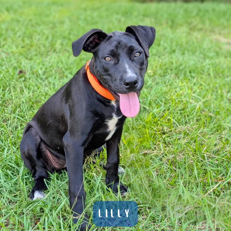 A baby small-sized female Black Labrador Retriever dog named Lilly for adoption in Covington, GA