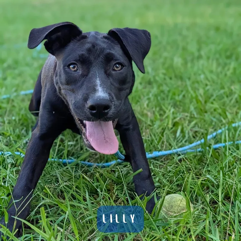 Lilly thumbnail 3