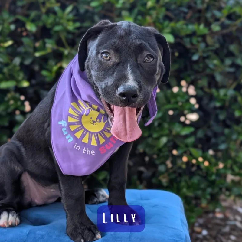 Lilly thumbnail 6