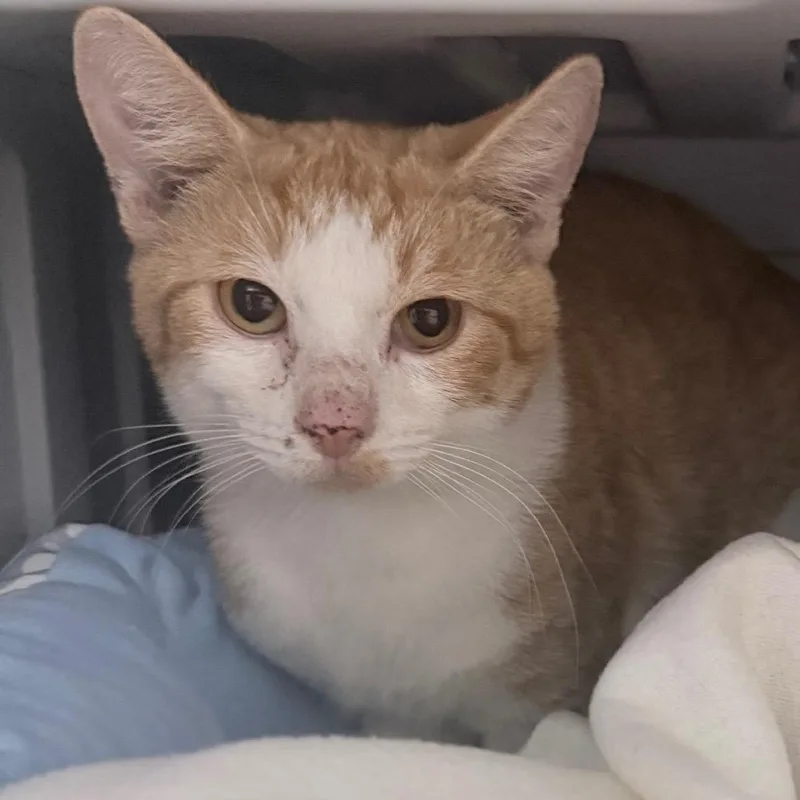 An adult medium-sized male Orange / Red Domestic Short Hair cat named Pumpkin for adoption in Titusville, FL