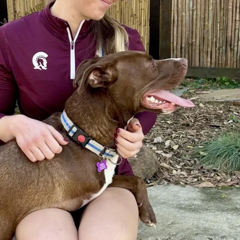 An adult medium-sized male Brown / Chocolate Terrier dog named Winston for adoption in Little Rock, AR