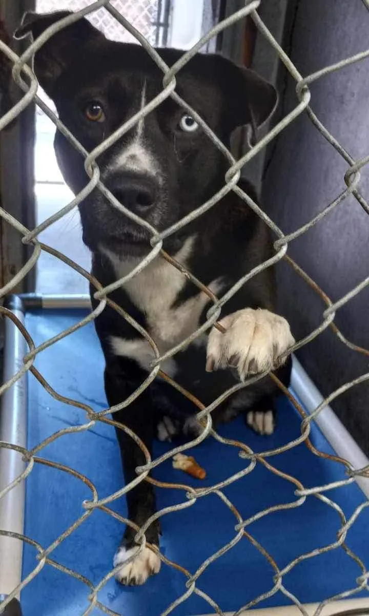 A young large-sized male Staffordshire Bull Terrier dog named Tugboat for adoption in Chandler, AZ