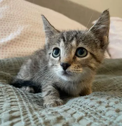 A baby small-sized male Domestic Short Hair cat named Edward Scissorhands for adoption in Fort Worth, TX