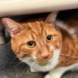 An adult extra large-sized male Tabby (Orange / Red) Domestic Short Hair cat named Junie for adoption in Lansing, MI
