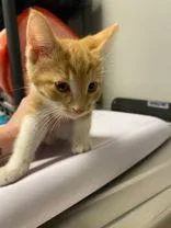 Junie thumbnail 2