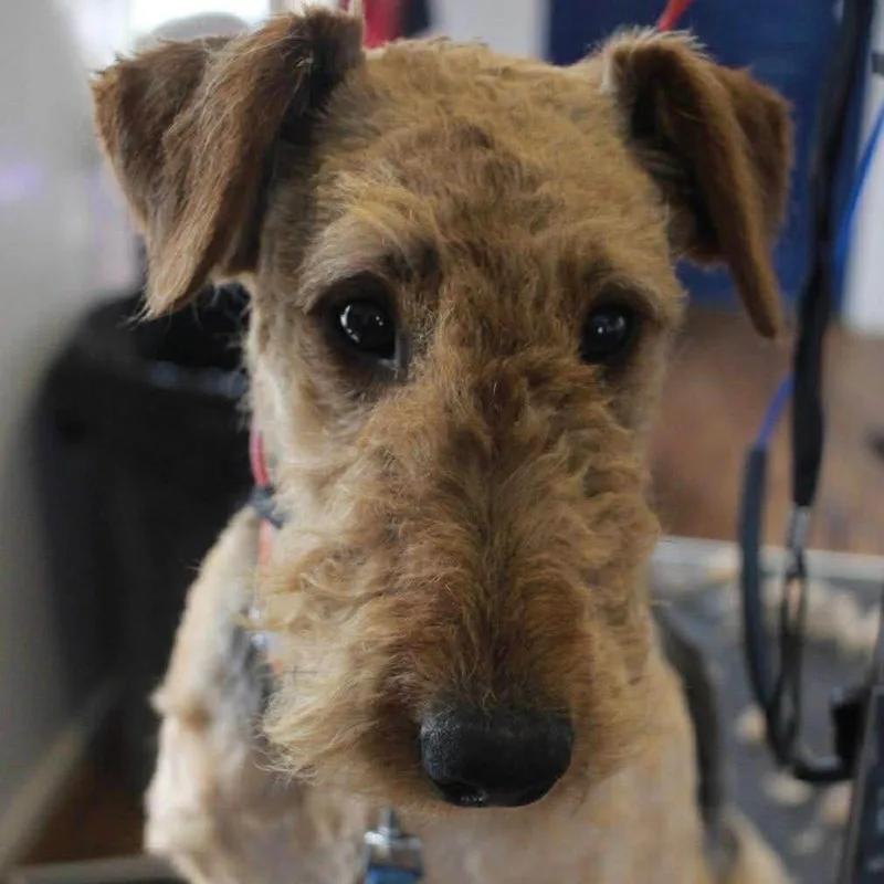 An adult medium-sized female Yellow / Tan / Blond / Fawn Mixed Breed dog named Ruby for adoption in Mentor, OH