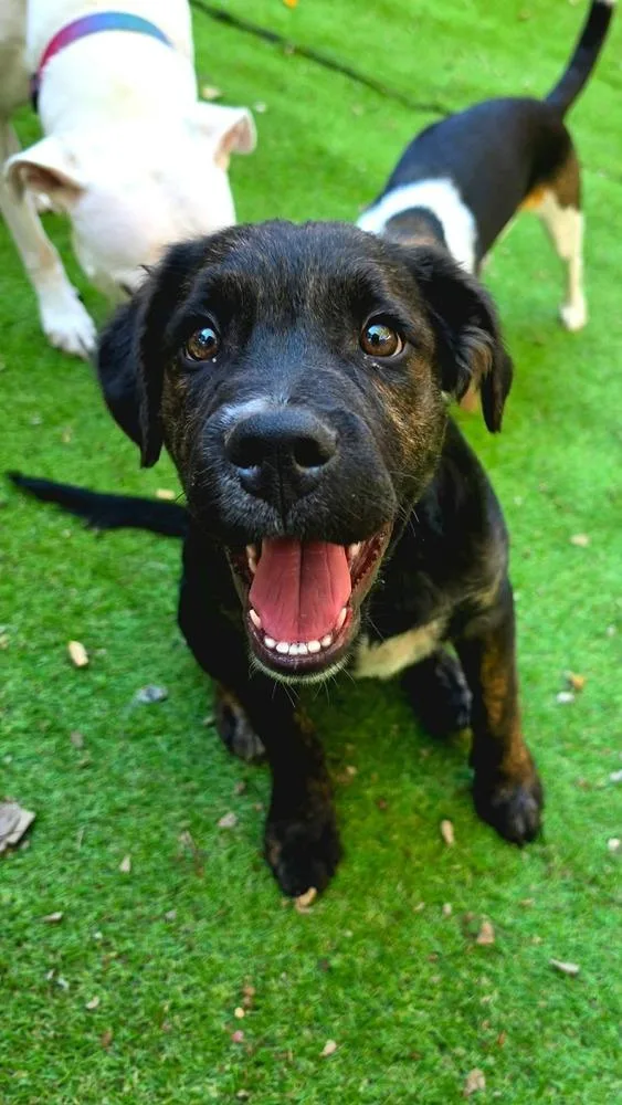 A baby large-sized male Boxer dog named Picard for adoption in Shawnee, OK