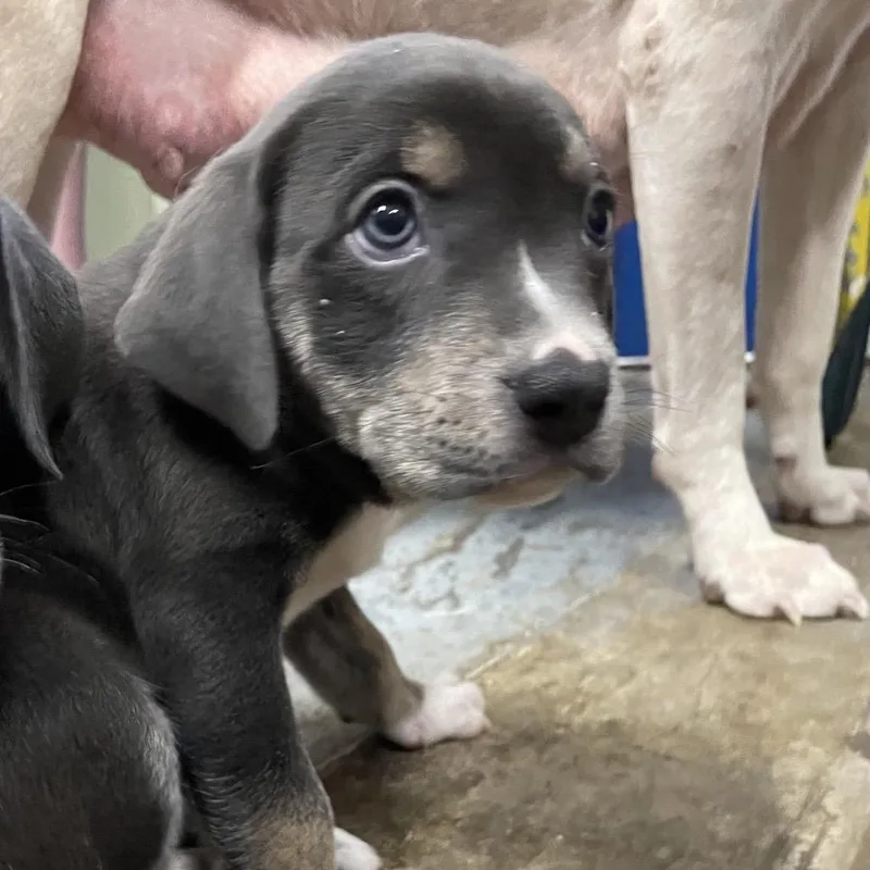 A baby medium-sized male Black Pit Bull Terrier dog named Jj for adoption in Eureka Springs, AR