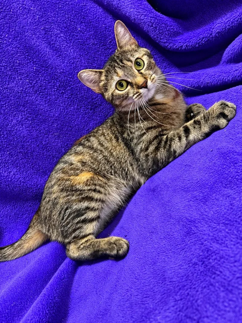A young medium-sized female Domestic Short Hair cat named Kanga for adoption in Smicksburg, PA