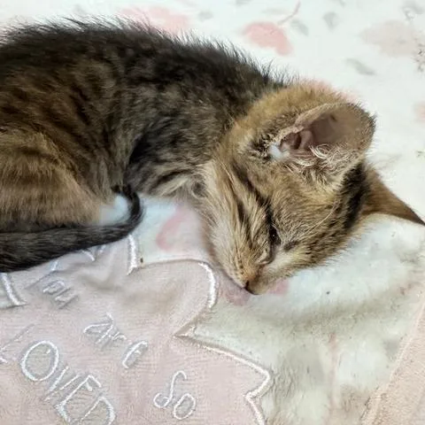 A baby small-sized female Brown / Chocolate Domestic Short Hair cat named Sassafras for adoption in Long Beach, CA