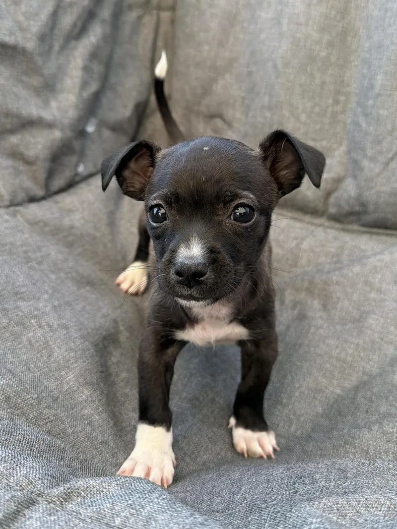 A baby small-sized female Chiweenie dog named Komodo for adoption in San Diego, CA