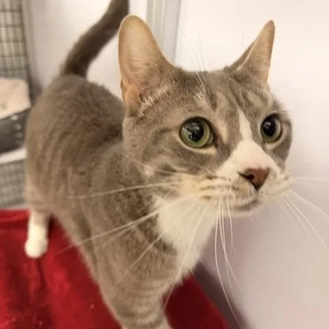 A senior medium-sized male Tabby (Gray / Blue / Silver) Domestic Short Hair cat named Thomas for adoption in Allegan, MI
