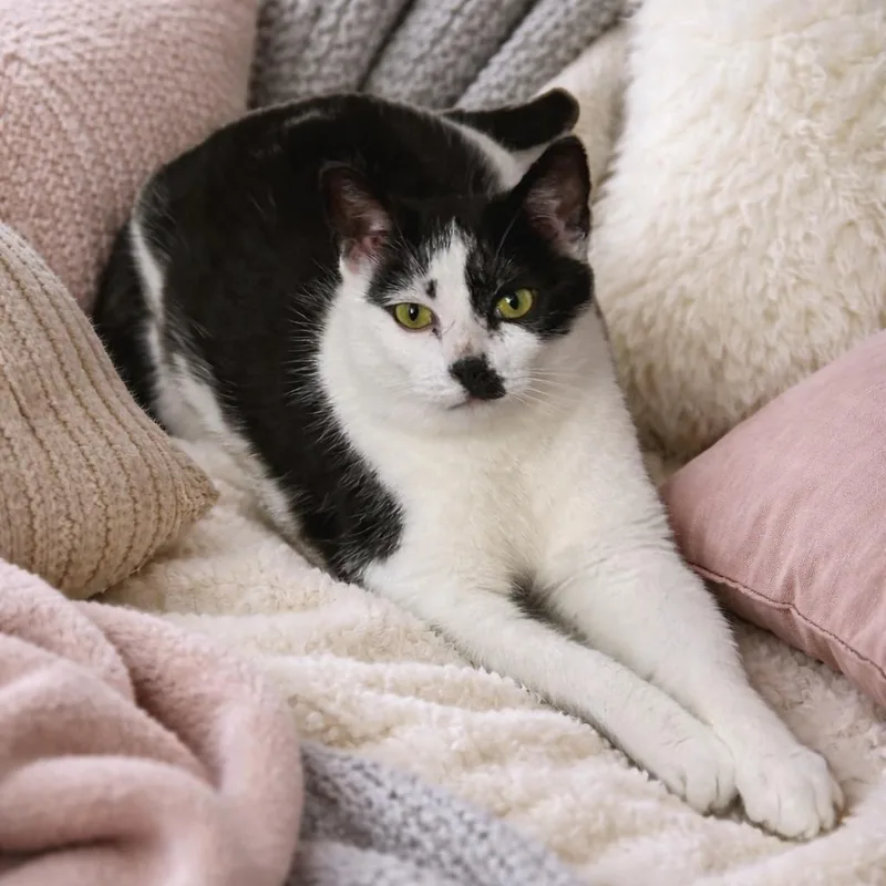 An adult medium-sized female White Domestic Short Hair cat named Pate` for adoption in Chapel Hill, NC