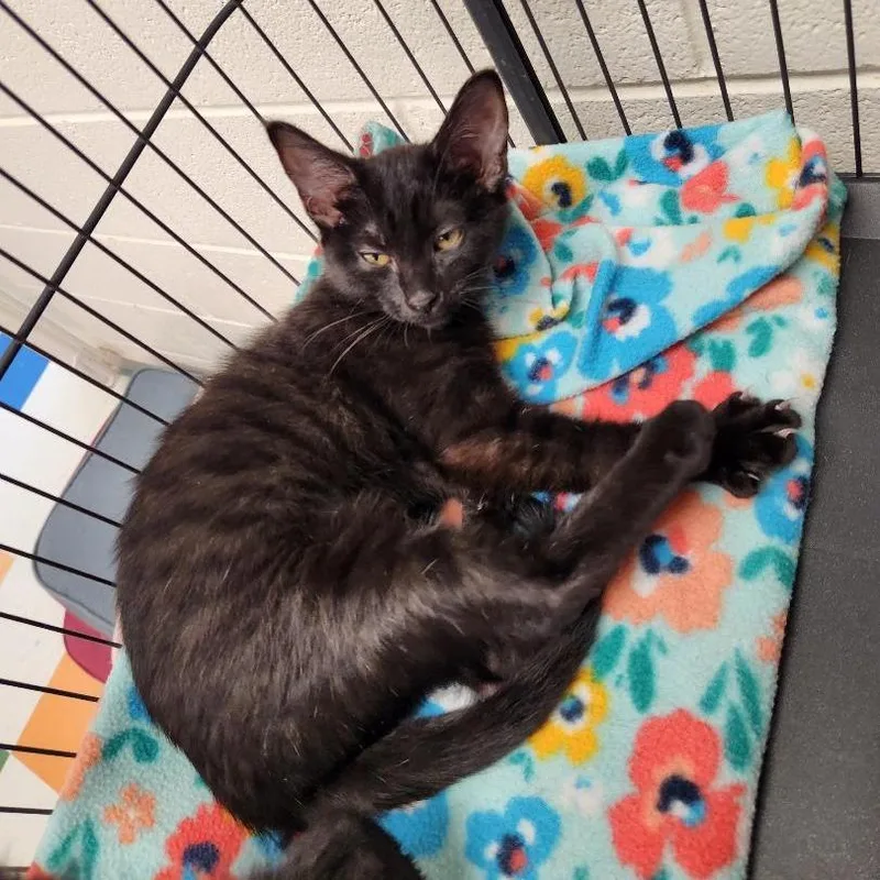A baby small-sized female Black Domestic Short Hair cat named Comet for adoption in Rocky Mount, VA