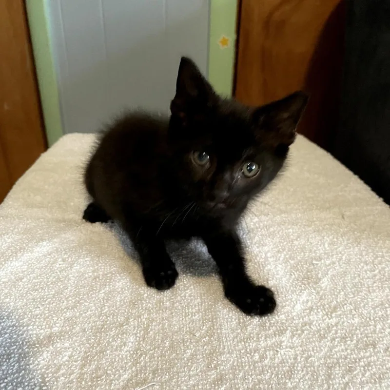 A baby small-sized male Black Domestic Short Hair cat named Buzz for adoption in Ridgely, MD