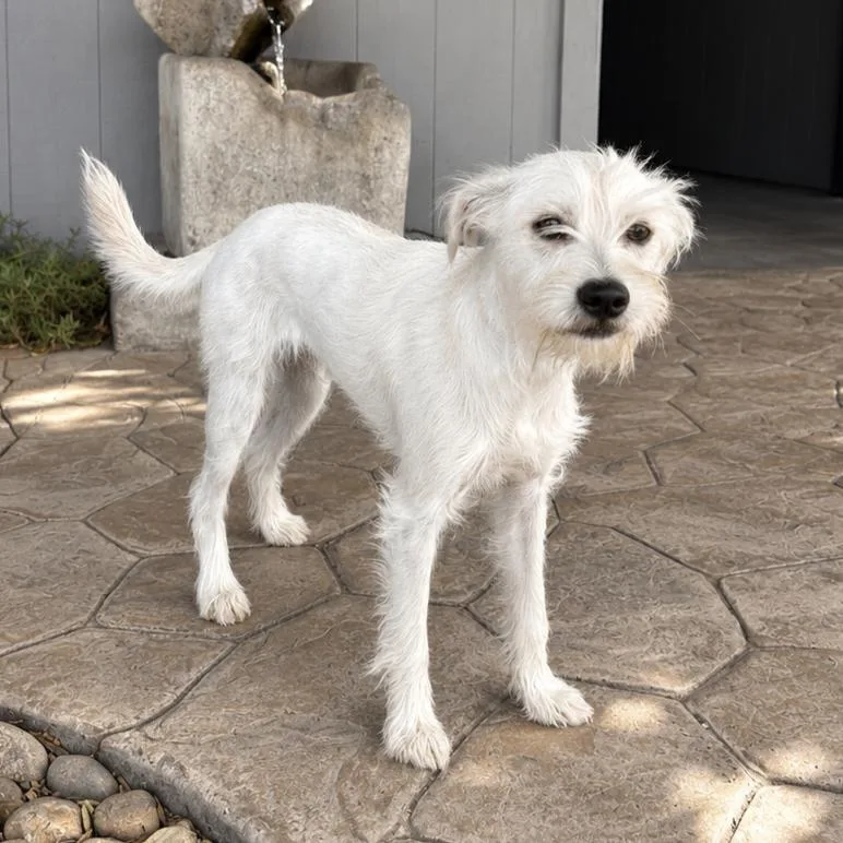 A young small-sized male Yellow / Tan / Blond / Fawn Terrier dog named Linguine for adoption in Lathrop, CA