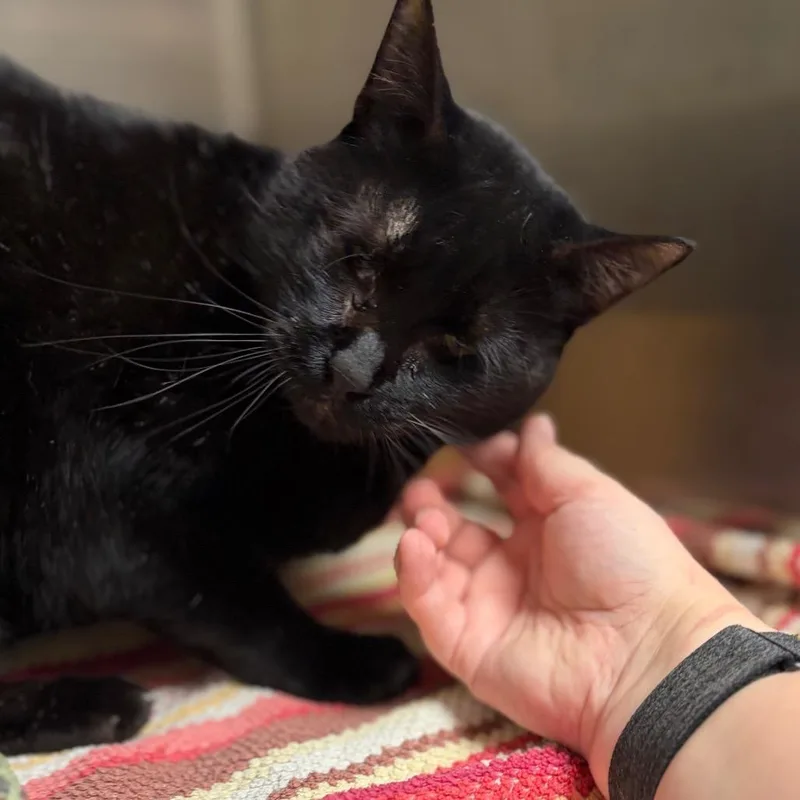 An adult medium-sized male Black Domestic Short Hair cat named Shadow for adoption in Milan, IL