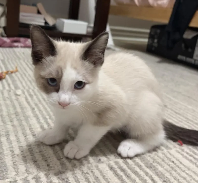 A baby small-sized female Domestic Medium Hair cat named Kenya for adoption in Burbank, CA