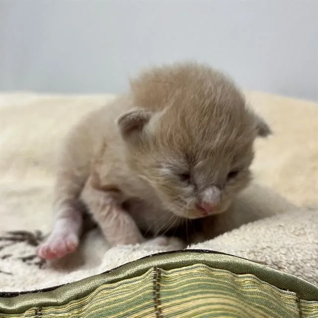 A baby small-sized male Domestic Short Hair cat named A for adoption in Naples, FL