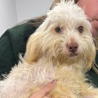 Penelope thumbnail 2