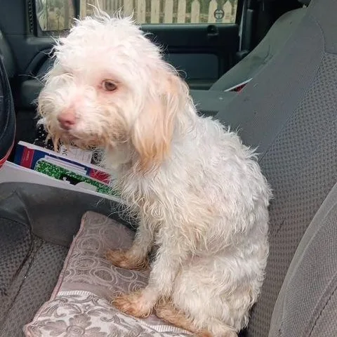 Penelope thumbnail 3